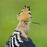Hoopoe