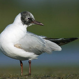 Black-headed gull