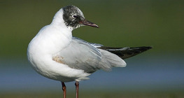 Black-headed gull