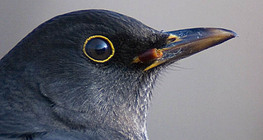 Common blackbird