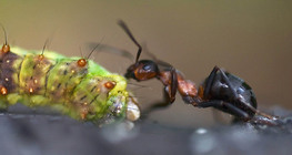Ant with its catch, a caterpillar