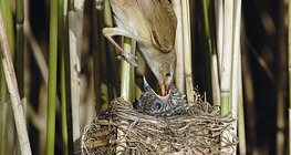 Eurasian reed warbler feeding Common cuckoo chick