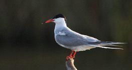 Common tern