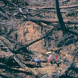 Deforestation by burning in Malaysia
