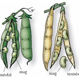 A borsó és a bab hüvelytermése