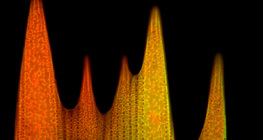 Ultrastructure of a butterfly wing scale