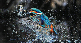 Common kingfisher fishing