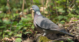 Common wood pigeon