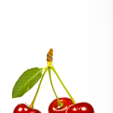 Sour cherry