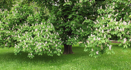 Chestnut tree in bloom