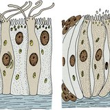 Sensory receptor cells: olfactory receptor cells (left) and gustarory receptor cells (right)