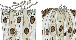 Sensory receptor cells: olfactory receptor cells (left) and gustarory receptor cells (right)