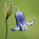 Solitary clematis