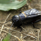 Полски щурец