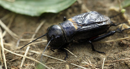 Field cricket