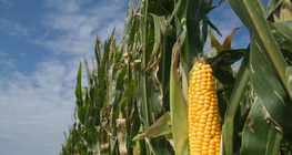 Maize