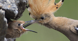 Hoopoe feeding chick