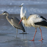 Grey heron, White stork and Great eagret