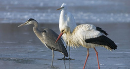 Grey heron, White stork and Great eagret