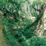 Льосово плато