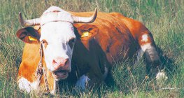 Cattle are ruminant mammals
