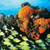 Great Barrier Reef, Australia