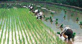 The Process of rice production - 2