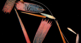 Butterfly wing scales