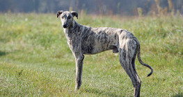 Hungarian greyhound