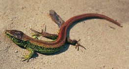 Sand lizard