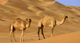 Camels