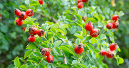 Rose hip