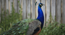 Peacock