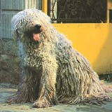 Komondor