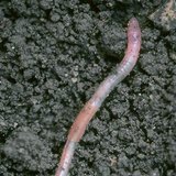 Earthworm