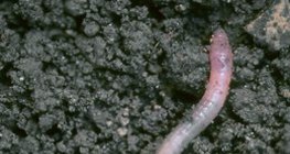 Earthworm