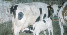 A cow suckling her calf