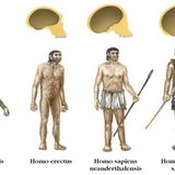 Species of the Homo genus
