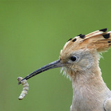 Hoopoe with grub