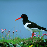 Common pied oystercatcher