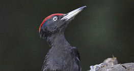 Black woodpecker