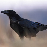 Raven