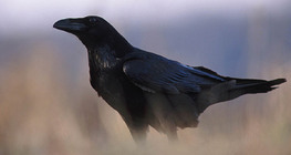 Raven