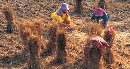 The Process of rice production - 3