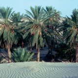 Oasis with dates