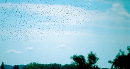 A flock of starlings