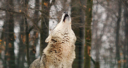 Howling wolf