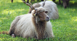 Racka sheep