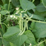 Bean plants