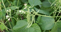Bean plants